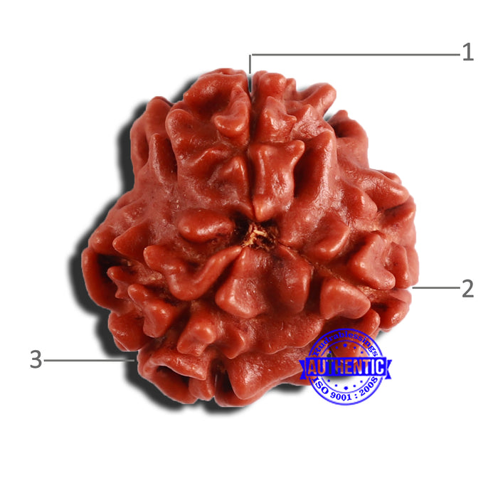 3 Mukhi Rudraksha from Nepal - Bead No. 297