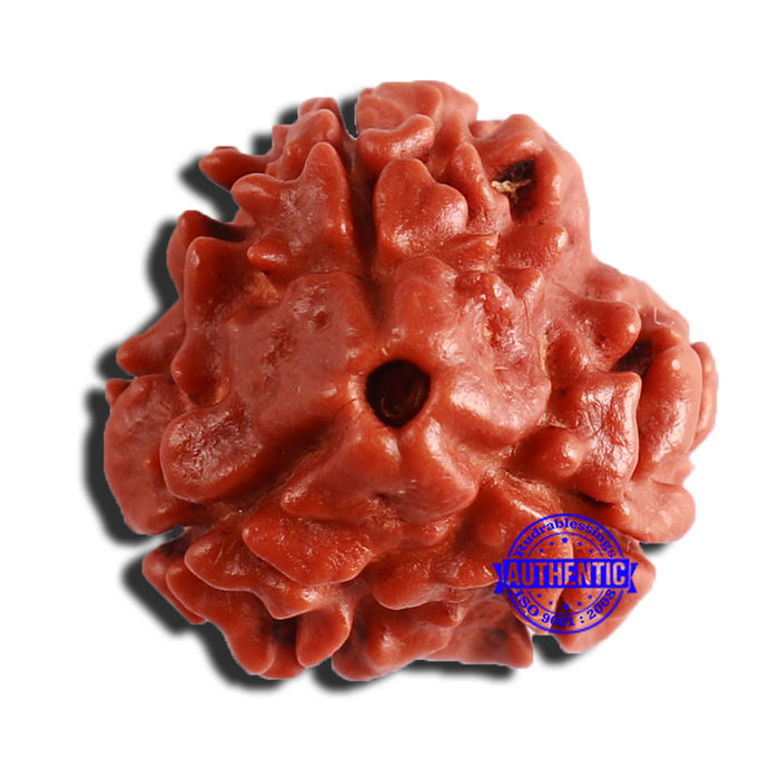 3 Mukhi Rudraksha from Nepal - Bead No. 297