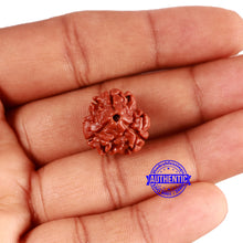 Load image into Gallery viewer, 3 Mukhi Rudraksha from Nepal - Bead No. 297
