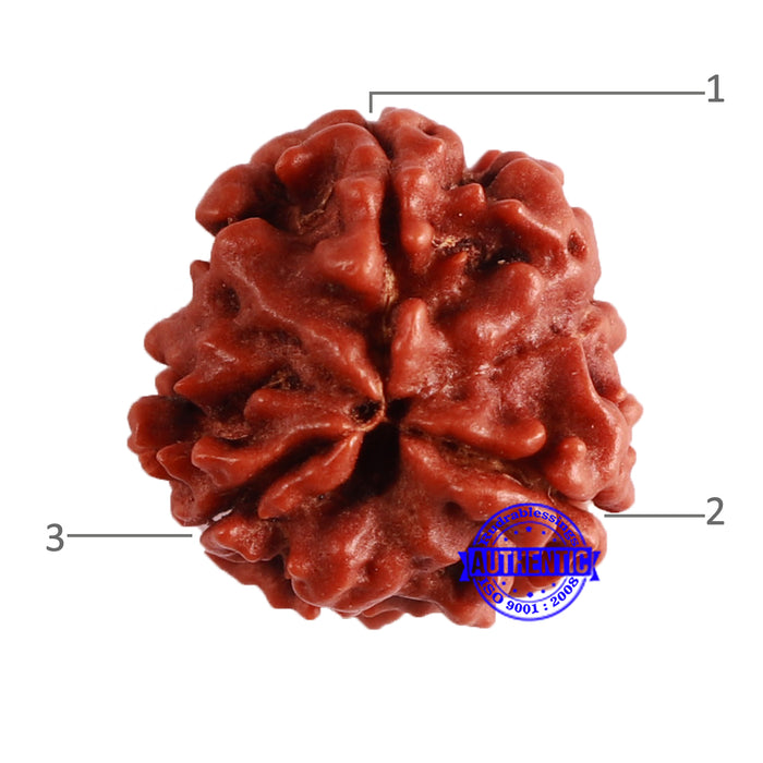 3 Mukhi Rudraksha from Nepal - Bead No. 298