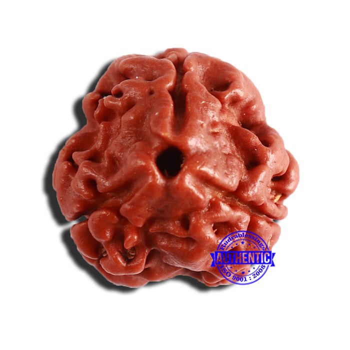 3 Mukhi Rudraksha from Nepal - Bead No. 299
