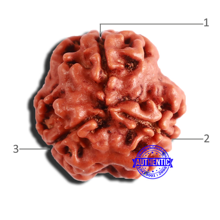 3 Mukhi Rudraksha from Nepal - Bead No. 300