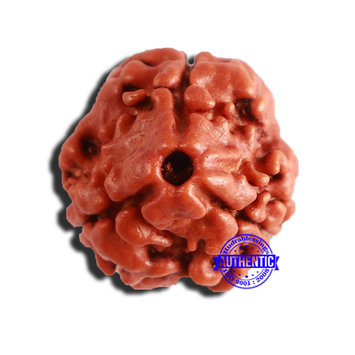 3 Mukhi Rudraksha from Nepal - Bead No. 300