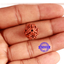 Load image into Gallery viewer, 3 Mukhi Rudraksha from Nepal - Bead No. 300
