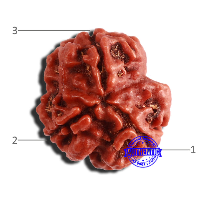 3 Mukhi Rudraksha from Nepal - Bead No. 301