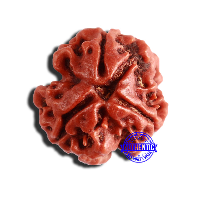 3 Mukhi Rudraksha from Nepal - Bead No. 301