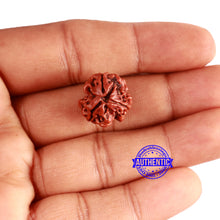 Load image into Gallery viewer, 3 Mukhi Rudraksha from Nepal - Bead No. 301
