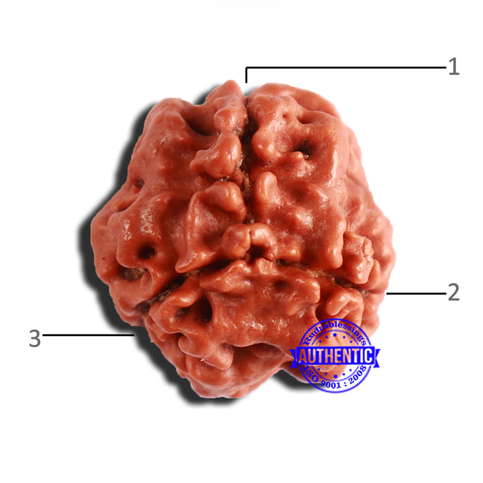 3 Mukhi Rudraksha from Nepal - Bead No. 302
