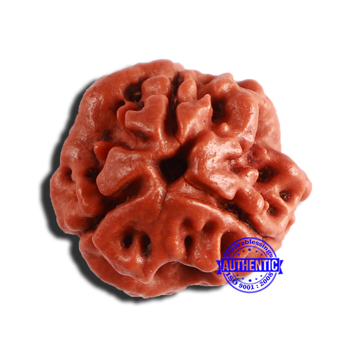 3 Mukhi Rudraksha from Nepal - Bead No. 302