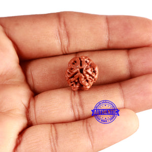 3 Mukhi Rudraksha from Nepal - Bead No. 302