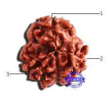 Load image into Gallery viewer, 3 Mukhi Rudraksha from Nepal - Bead No. 304
