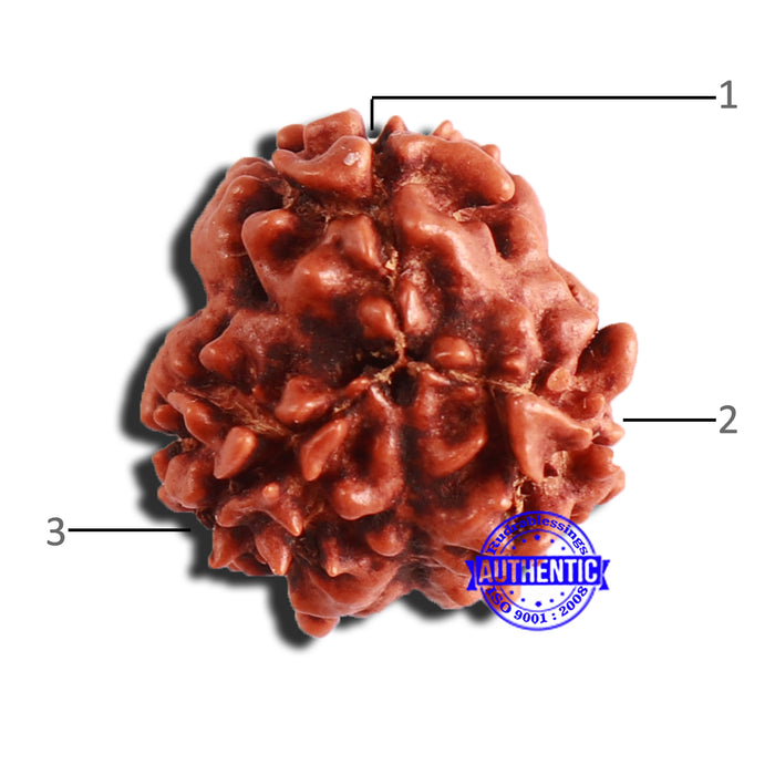 3 Mukhi Rudraksha from Nepal - Bead No. 304