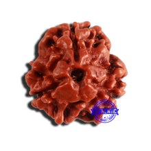 Load image into Gallery viewer, 3 Mukhi Rudraksha from Nepal - Bead No. 304

