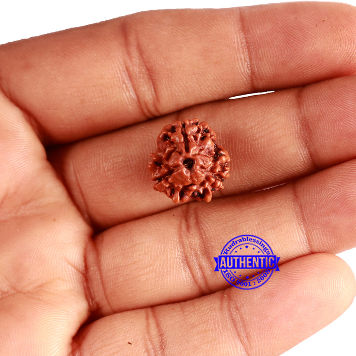 3 Mukhi Rudraksha from Nepal - Bead No. 304