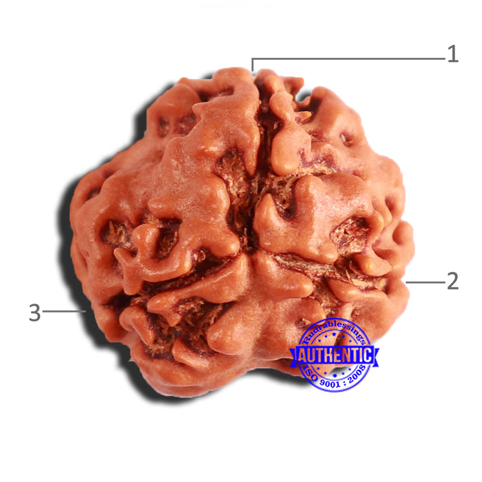 3 Mukhi Rudraksha from Nepal - Bead No. 306