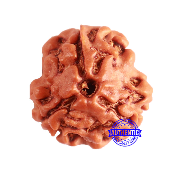 3 Mukhi Rudraksha from Nepal - Bead No. 306