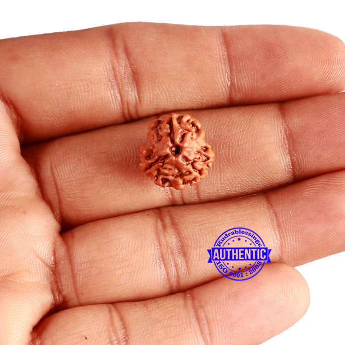 3 Mukhi Rudraksha from Nepal - Bead No. 306