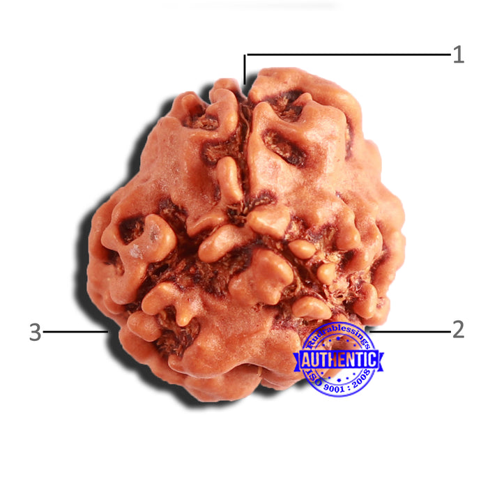 3 Mukhi Rudraksha from Nepal - Bead No. 307