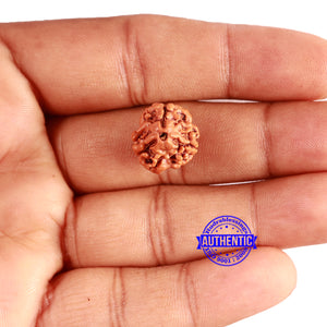 3 Mukhi Rudraksha from Nepal - Bead No. 307
