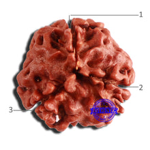 Load image into Gallery viewer, 3 Mukhi Rudraksha from Nepal - Bead No. 308
