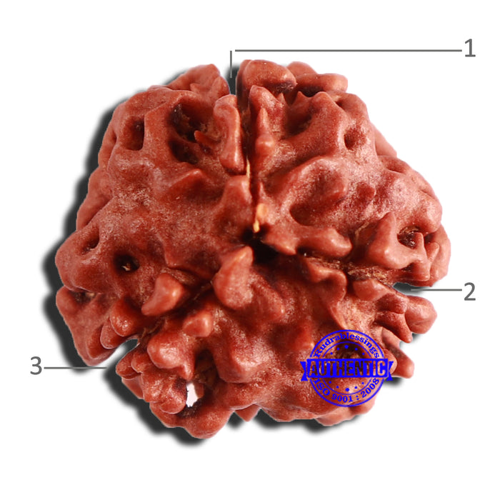3 Mukhi Rudraksha from Nepal - Bead No. 308