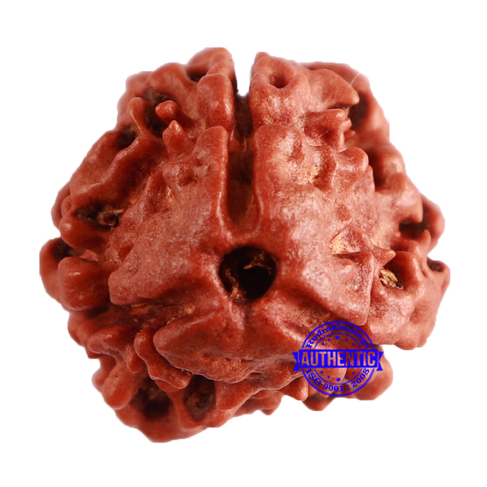 3 Mukhi Rudraksha from Nepal - Bead No. 308