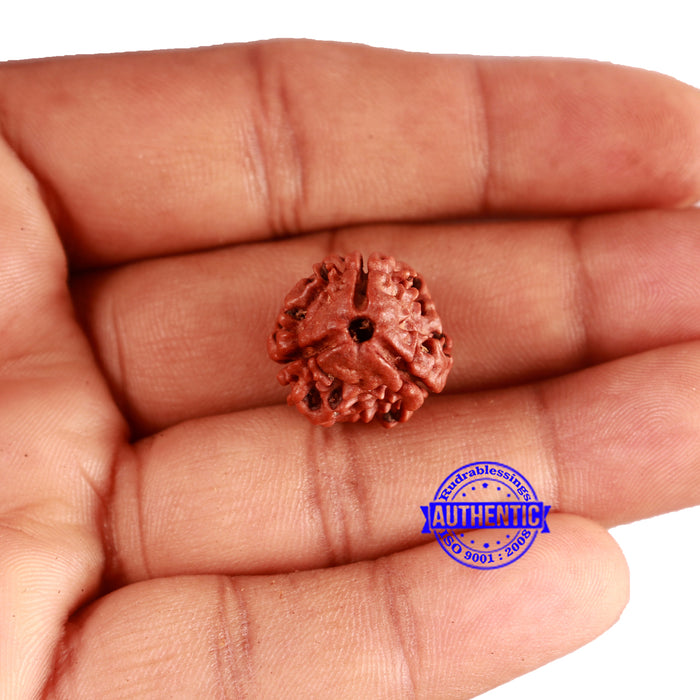 3 Mukhi Rudraksha from Nepal - Bead No. 308