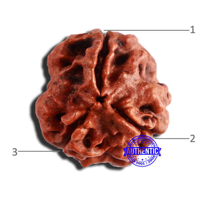 3 Mukhi Rudraksha from Nepal - Bead No. 309