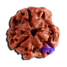 Load image into Gallery viewer, 3 Mukhi Rudraksha from Nepal - Bead No. 309
