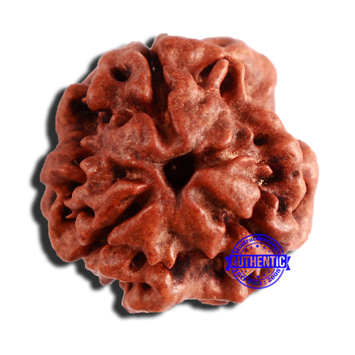3 Mukhi Rudraksha from Nepal - Bead No. 309