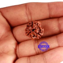 Load image into Gallery viewer, 3 Mukhi Rudraksha from Nepal - Bead No. 309
