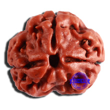 Load image into Gallery viewer, 3 Mukhi Rudraksha from Nepal - Bead No. 310
