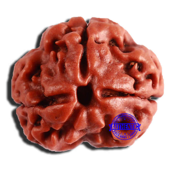 3 Mukhi Rudraksha from Nepal - Bead No. 310
