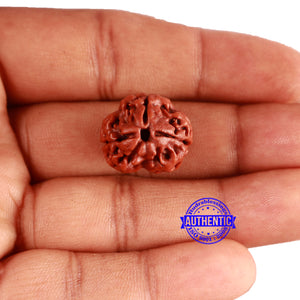 3 Mukhi Rudraksha from Nepal - Bead No. 310