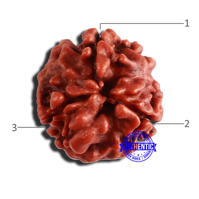 3 Mukhi Rudraksha from Nepal - Bead No. 311