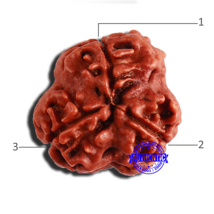 3 Mukhi Rudraksha from Nepal - Bead No. 312