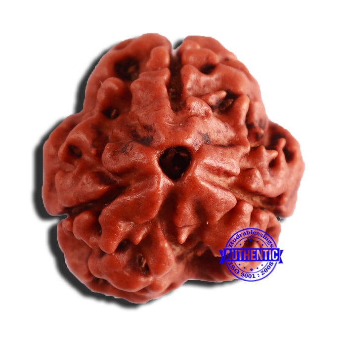 3 Mukhi Rudraksha from Nepal - Bead No. 312