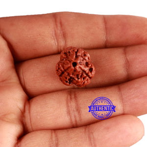 3 Mukhi Rudraksha from Nepal - Bead No. 312