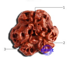 Load image into Gallery viewer, 3 Mukhi Rudraksha from Nepal - Bead No. 313
