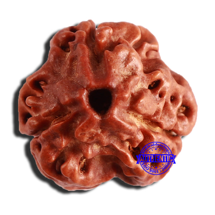 3 Mukhi Rudraksha from Nepal - Bead No. 313