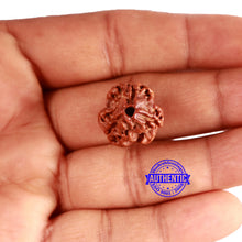 Load image into Gallery viewer, 3 Mukhi Rudraksha from Nepal - Bead No. 313
