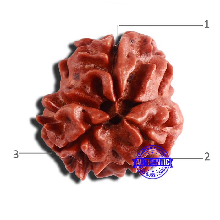 3 Mukhi Rudraksha from Nepal - Bead No. 314