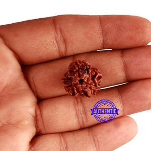 3 Mukhi Rudraksha from Nepal - Bead No. 314