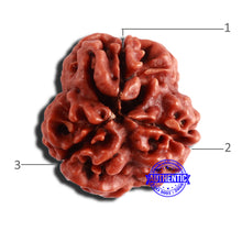Load image into Gallery viewer, 3 Mukhi Rudraksha from Nepal - Bead No. 315
