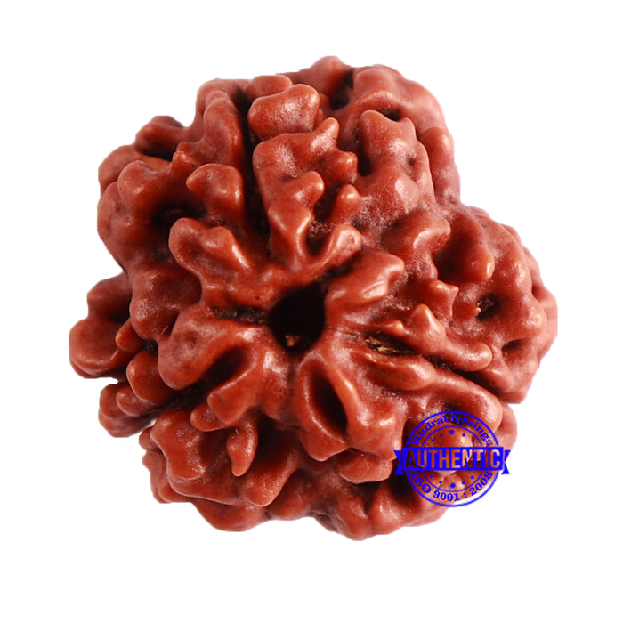 3 Mukhi Rudraksha from Nepal - Bead No. 315