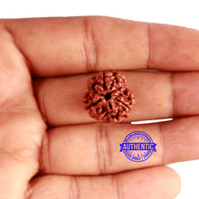 Load image into Gallery viewer, 3 Mukhi Rudraksha from Nepal - Bead No. 315
