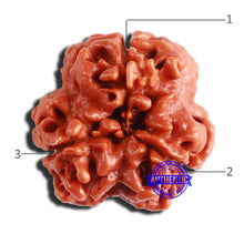 Load image into Gallery viewer, 3 Mukhi Rudraksha from Nepal - Bead No. 316
