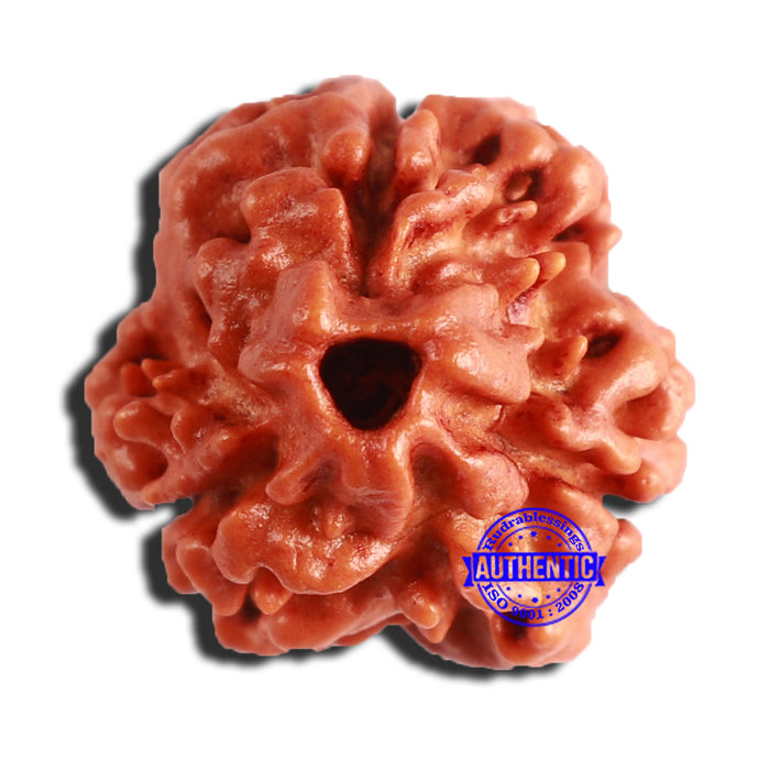 3 Mukhi Rudraksha from Nepal - Bead No. 316