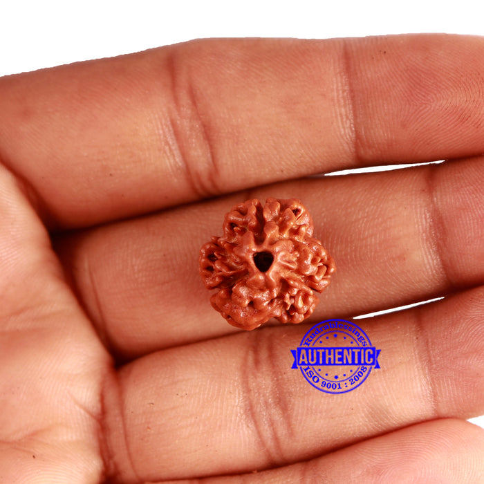3 Mukhi Rudraksha from Nepal - Bead No. 316