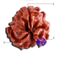 Load image into Gallery viewer, 3 Mukhi Rudraksha from Nepal - Bead No. 318
